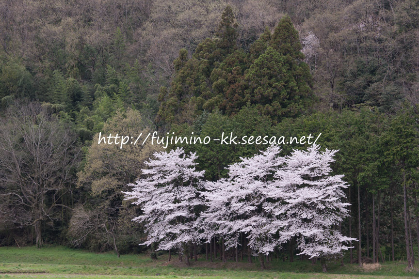 名もなき桜