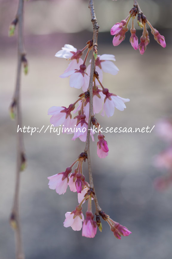 しだれ桜