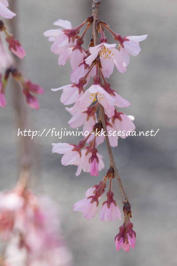 しだれ桜