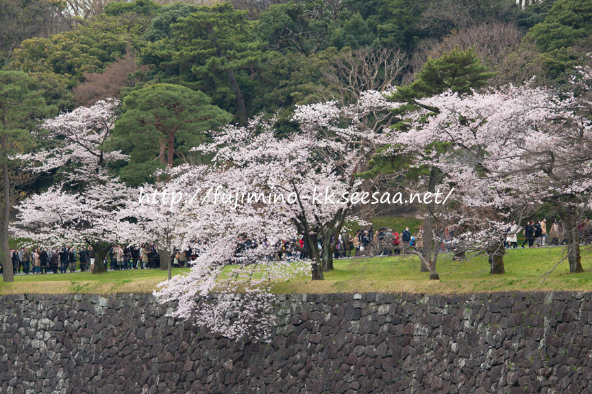 皇居 乾通りの桜