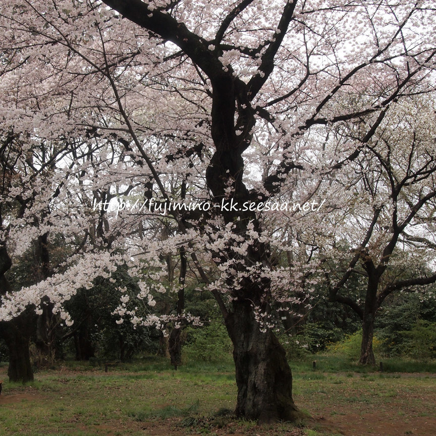 小石川植物園